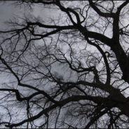 L’Arbre du destin