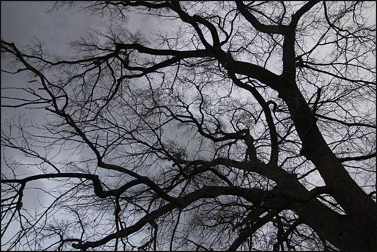 arbre menaçant