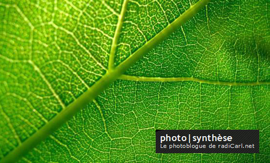 Ouverture de mon photoblogue : photo|synthèse photoblogue