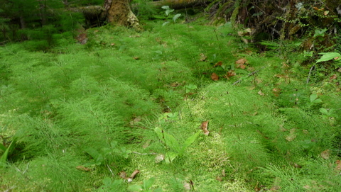 mousse dans la forest