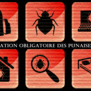 Un conseil municipal déterminant contre l’invasion des punaises de lit