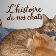 L’Histoire de nos chats