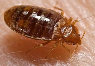 Cimex lectularius, la punaise de lit