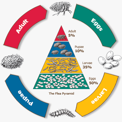 flea-life-cycle-demonstration