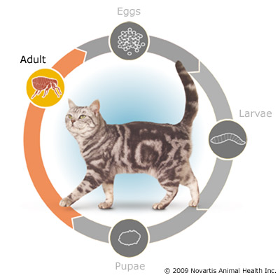 flea_lifecycle_cat_adult