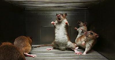 Une expérience démontrant la hiérarchie chez les rats