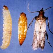 Une guerre à finir (contre les mites alimentaires)