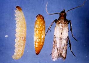 Une guerre à finir (contre les mites alimentaires)