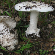 Les champignons mortels au Québec
