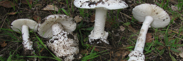 Les champignons mortels au Québec