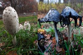 Coprinus atramentarius