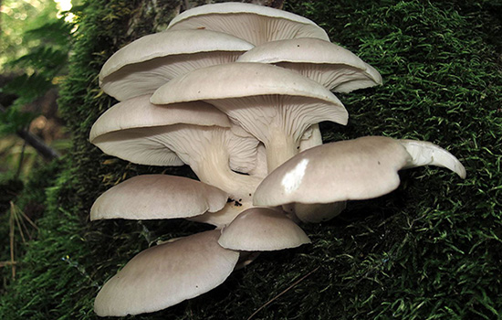Pleurotus ostreatus