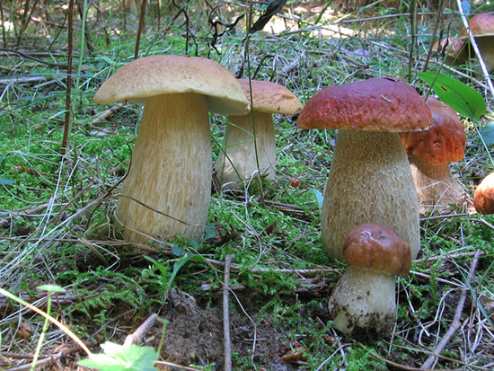 Boletus chippewaensis