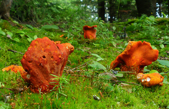 Hypomyces lactifluorum