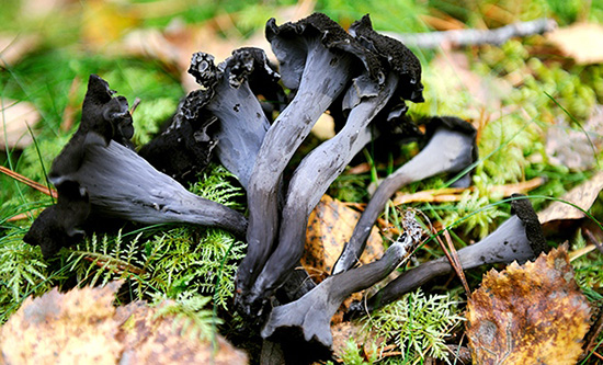 Craterellus cornucopioides