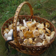 Le top 10 des champignons sauvages et comestibles au Québec