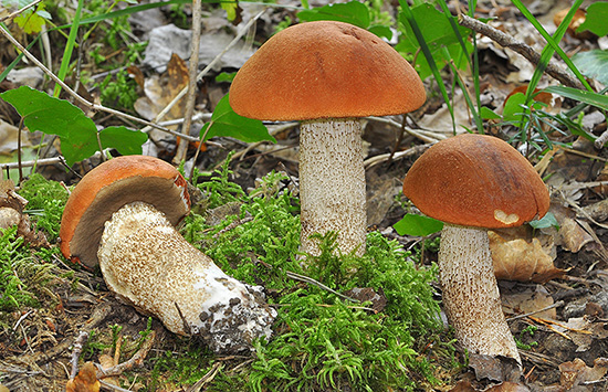 Leccinum