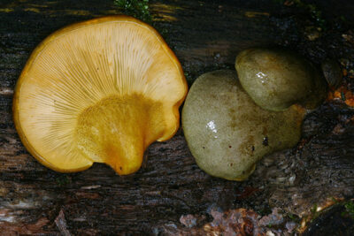 Panellus serotinus