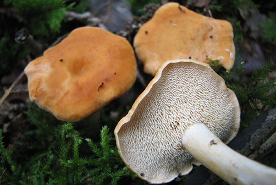 Hydnum repandum, Dentinum repandum