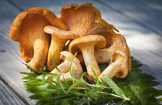 Chanterelle commune