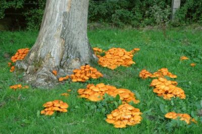 Omphalotus illudens