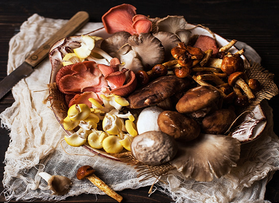 les 10 champignons comestibles par excellence