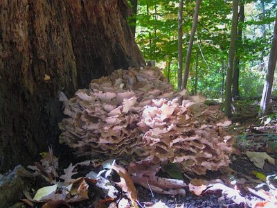 (Grifola frondosa)