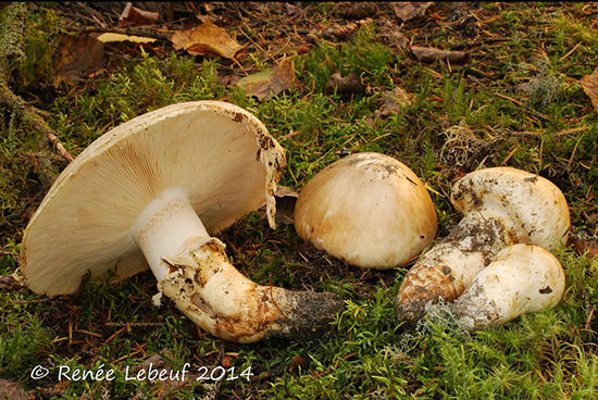  (Tricholoma matsutake, Tricholoma magnivelare)