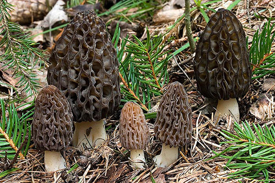 Morchella