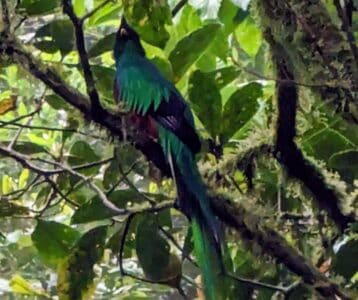 Quetzal resplendissant