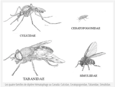 Le brûlot, minuscule insecte de la famille des Cératopogonidés, est si petit qu'il peut passer à travers les trous d'une moustiquaire. Ces minuscules créatures, attirées par notre chaleur corporelle et notre sueur, nous attaquaient en masse. Leur morsure donne une sensation de brûlure, d'où leur nom. Ces créatures sont si petites qu'elles ne font pas de bruit en volant, et on ne les sent pas se déplacer sur notre peau avant qu'elles ne piquent.