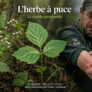 Tout savoir sur l’herbe à la puce au Québec