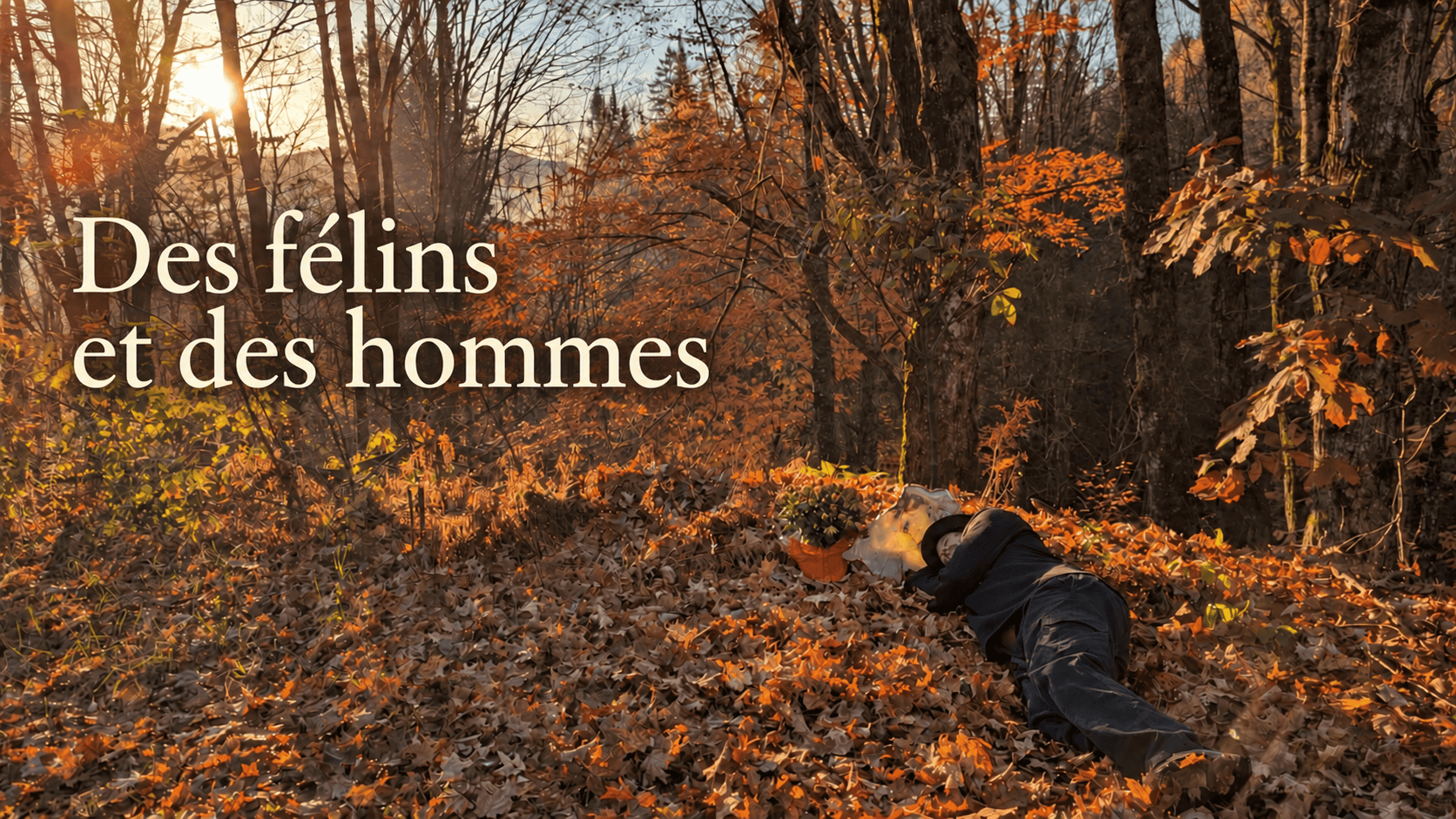 « Des félins et des hommes » : Carl Boileau allongé auprès de la sépulture de Jade, dans une forêt éclairée par le soleil d’automne.