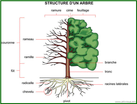 Structure d'un arbre