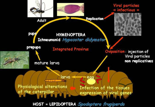 relation parasitoide et virus symbionte relation parasitoide et virus symbionte