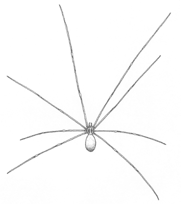 Pholcus phalangioides Pholcus phalangioides