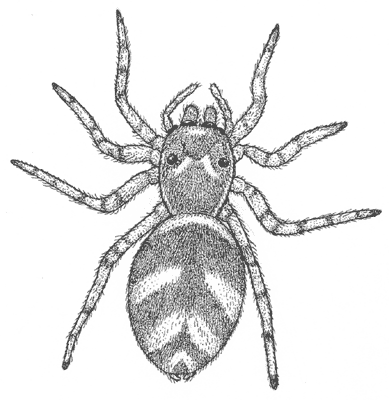 fiche Salticus scenicus