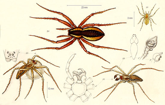 fiche dolomedes
