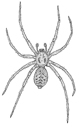 fiche tégénaire