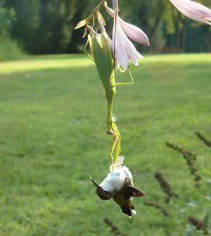 Mantis_hummingbird.jpg