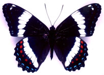 Papillon Amiral