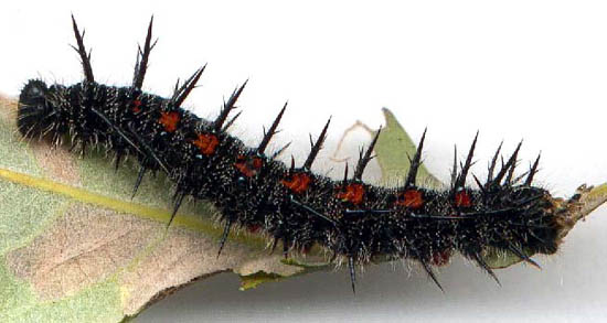 chenille du morio chenille du morio