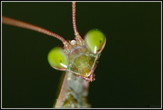 mante close-up