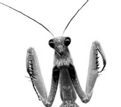 mantis_pattes.jpg