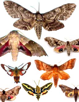 collection de Sphingidae