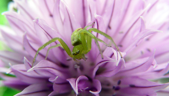araignée crabe sur une fleur